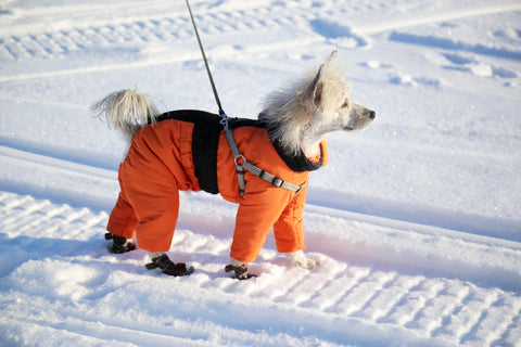 How to Make Dog Snow Boots?