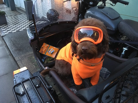 Where to Buy Dog Goggles