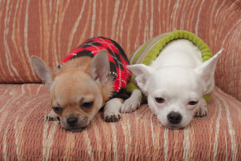 How to Make Dog Clothes Step by Step?