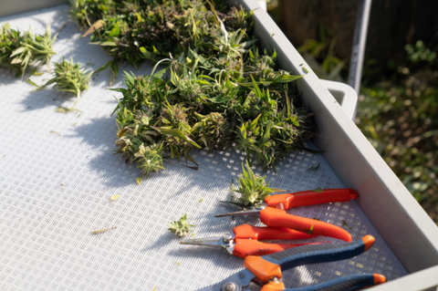 What to Consider When Cultivating Lemon Cherry Gelato Strain?