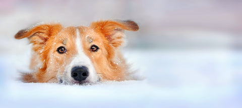 Can I Take My Dog Snowboarding?