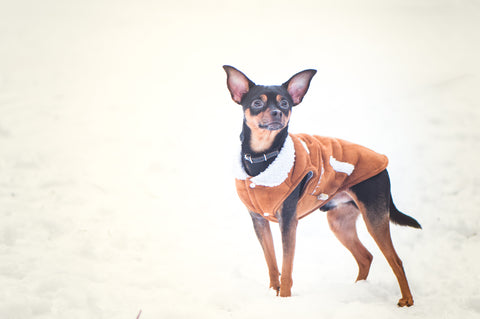 How to Make a Dog Jacket?