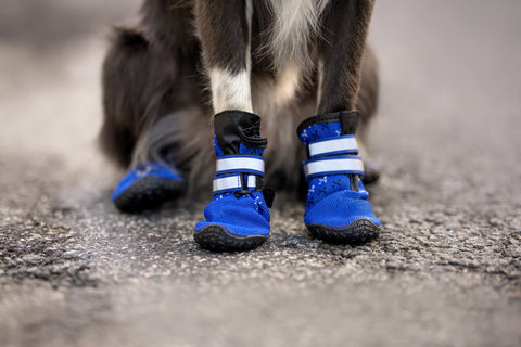Are Dog Boots Cruel?