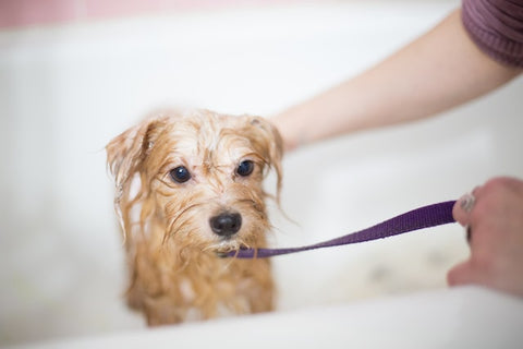 Dog Grooming: Recommended Techniques To Use
