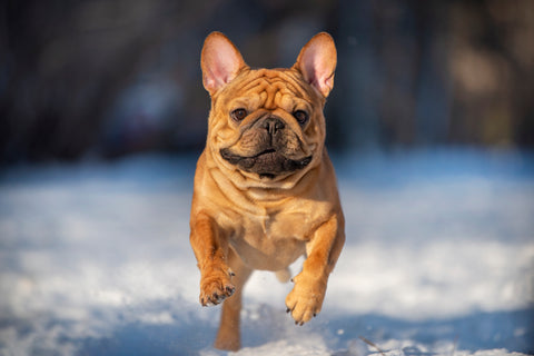 What Dog Breeds Like Snow?