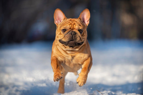 Vilken hund rasar som snö?