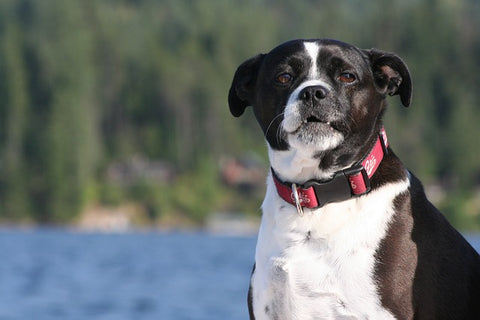Bateau gonflable pour chiens: un guide simple pour prendre un bateau amical Pooch