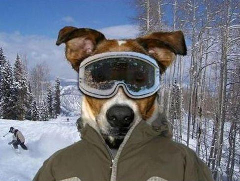 Tout ce que vous devez savoir sur les lunettes de ski pour chiens