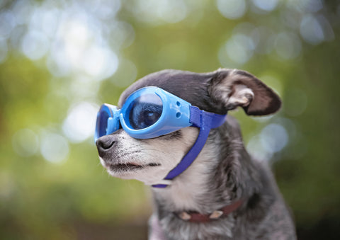 Är skyddsglasögon bra för hundar