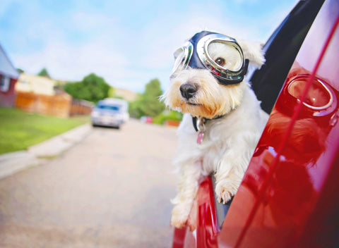 What Are Dog Goggles Used For