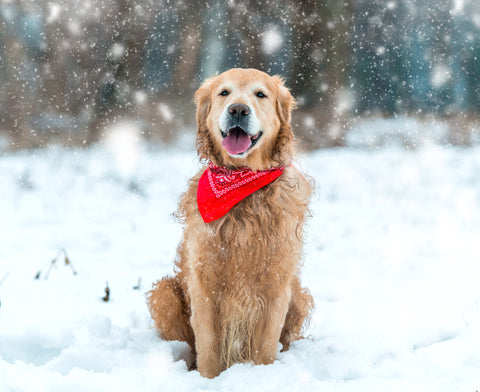How Many Dogs Died in Snow Buddies?