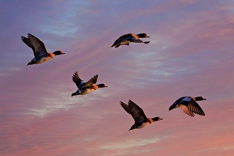 Chasse au canard dans la neige : est-ce que ça vaut le coup ?