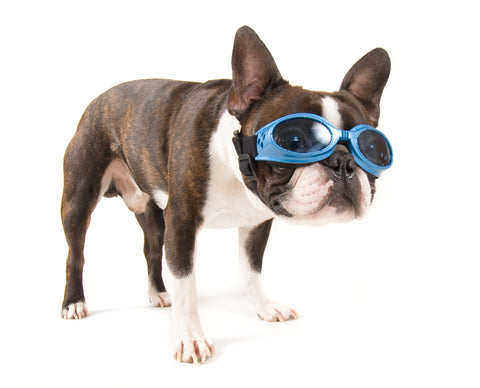 هل تحتاج الكلاب إلى نظارات واقية؟