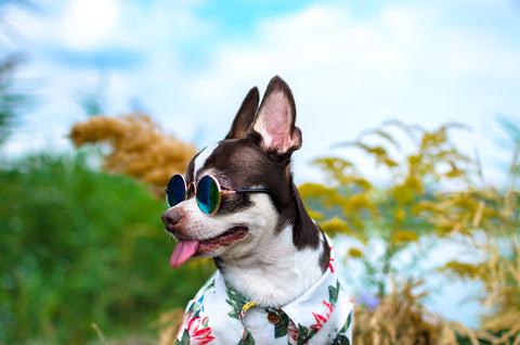 How Can I Protect My Dog's Eyes?