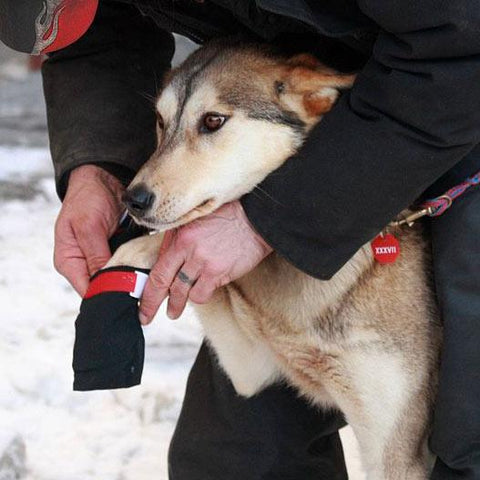 Comment faire des bottes de neige pour chien