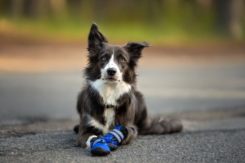 كيف تحمي أحذية الكلاب من السقوط؟