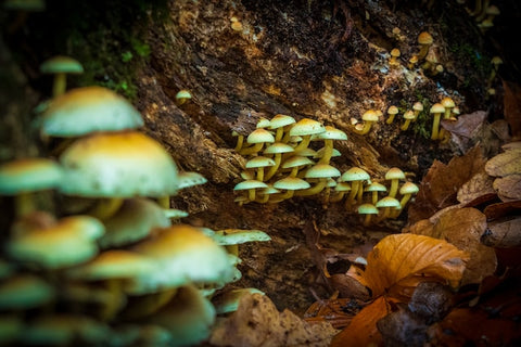 Medical Benefits of Magic Mushrooms