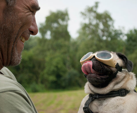 How Do You Keep Goggles on a Dog?