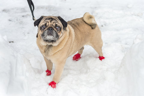Where to Buy Dog Winter Boots?