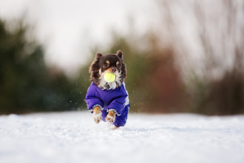 Behöver hundar verkligen vinterjackor?