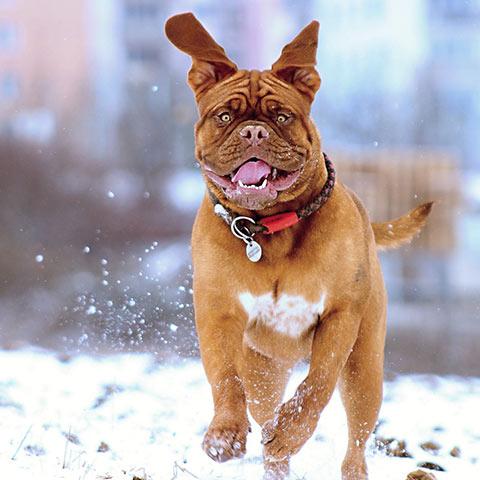 Dog Snow Gear & Wear | Vinterkläder för hundar - billig onlineförsäljning