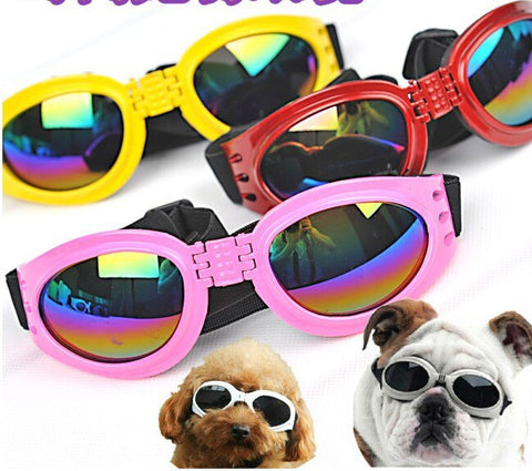 نظارات شمس لحماية العين من الكلب